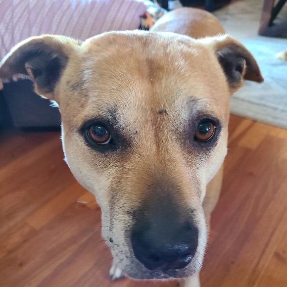 Meet your Posher, Angela - Picture 1 of 1